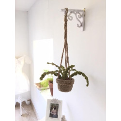Plante suspendue